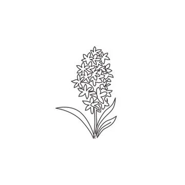 One continuous line drawing of beauty fresh hyacinthus for home wall decor Stock Illustration