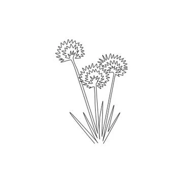 One continuous line drawing beauty fresh allium tuberosum for home wall decor Illustrazione stock