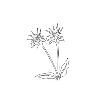 One continuous line drawing beauty fresh bergamot monarda for home decor wall Stock Illustration