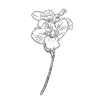 One continuous line drawing of beauty fresh canna for garden logo. Decorative Stock Illustration