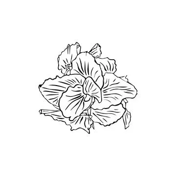 One continuous line drawing of beauty fresh canna for garden logo. Decorative Stock Illustration