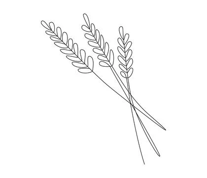 One continuous line drawing of ears of wheat or rice. Organic healthy Stock Illustration