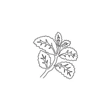 One continuous line drawing of healthy organic mint leaves for farm logo Stock Illustration