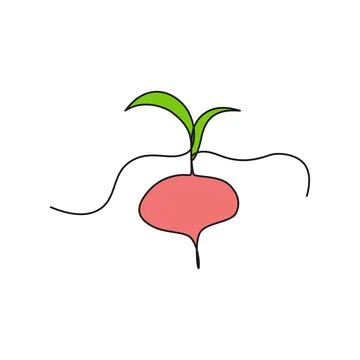 One continuous line drawing vegetables beet, isolated on white background. He Stock Illustration