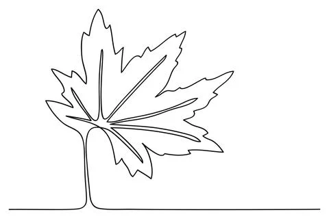 One continuous line maple leaf hand drawn isolated on white background .Vec.. Stock Illustration