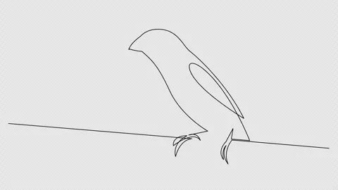 Line Drawing Bird Stock Videos – Royalty-Free HD & 4K Videos