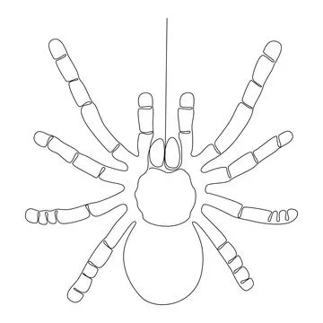One continuous line of spider. Thin Line Illustration vector concept. Contour Stock Illustration