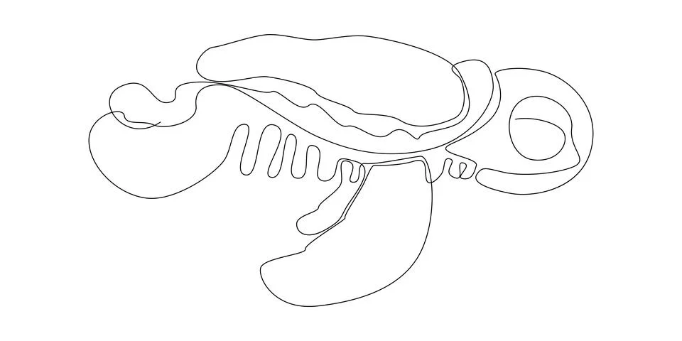 One continuous line of Turtle. Thin Line Illustration vector concept. Conto.. Stock Illustration