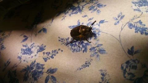 One Cool Bug 스톡 사진