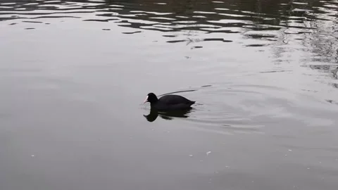 One coot swimming and feeding on lake, Stock Footage 142900053