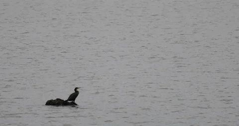 One cormorant standing on a trunk in the river Видео 133422002
