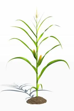 One corn plant with yellow cobs on a white background. Corn plant 3D on iso.. Stock Illustration