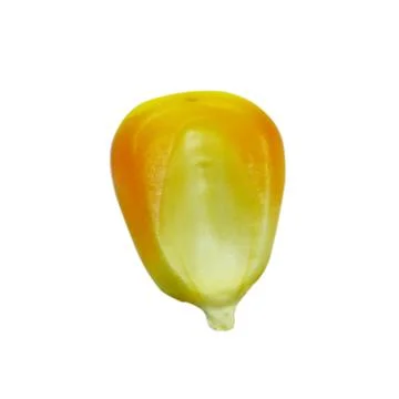 One corn on a white background Stock Photos