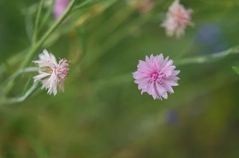 One cornflower is large. Closeup of a field flower cornflower Stock Photos