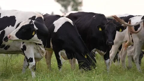 One cow is chewing grass and looking into the frame Stock Footage 316959883