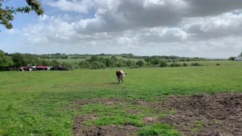 One cow in a field with a grey cloudy sky. Stock Footage 136819402