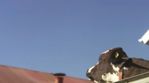 One cow looking around while the other cows are eating hay Video stock 11338083