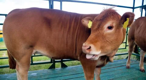 One cow in the paddock after the raid. Stock Photos