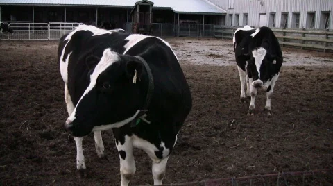 One cow runs another out of the scene Stock Footage 420128