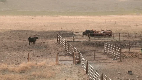 One Cow is Secluded from the Rest of the Herd Stock Footage 95907389