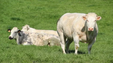 One cow staring while two others are lying Stock Footage 50078281