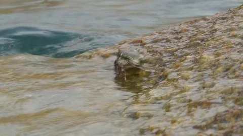 One crab crawls over the stone Stock Footage 71762450