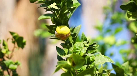 One cracked ripe mandarin on tree 動画素材 42593443