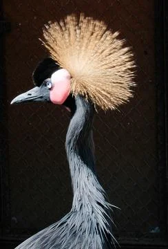 One  Crane bird Stock Photos