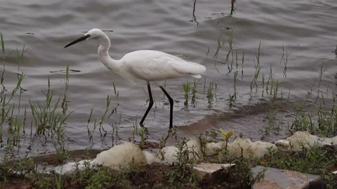 One of the cranes is looking for food Stock Footage 162160071