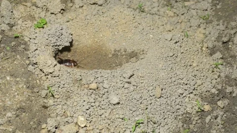One cricket slowly crawled out of the hole. Stock Footage 292530382
