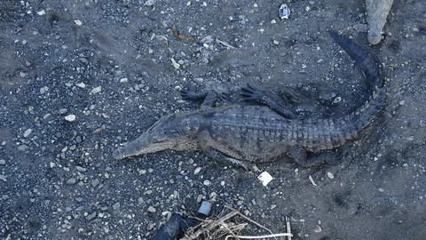 One crock mellow Stock Footage 126615816