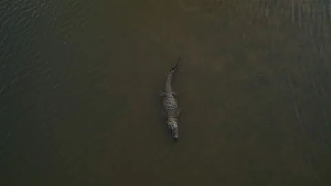One crocodile floating on the lake view from a drone Stock Footage 223533855