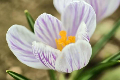 One crocus flower Stock Photos