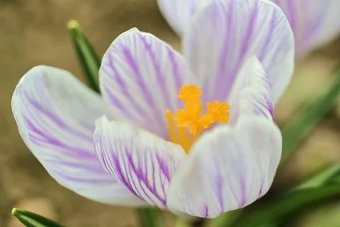 One crocus flower view 2 Stock Photos