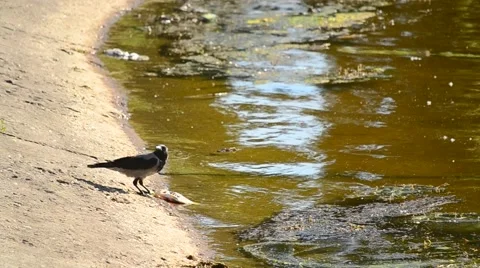 One crow eats dead fish, and the other drinks water Stock Footage 67247323