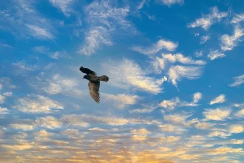 One crow flies in the blue dramatic sky in winter Stock Photos