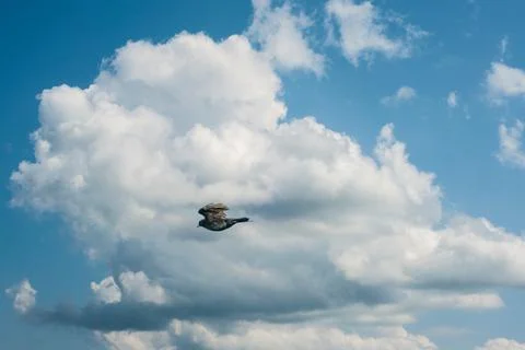 One crow flies in the blue dramatic sky in winter Stock Photos