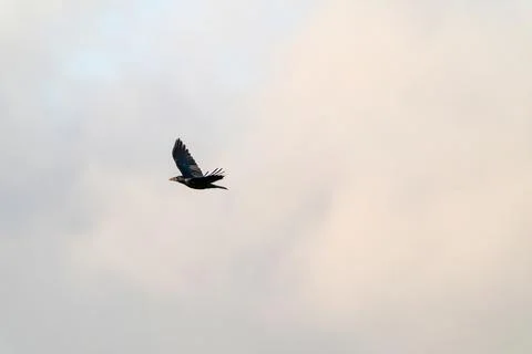 One crow flies in the blue dramatic sky in winter Foto stock