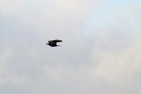 One crow flies in the blue dramatic sky in winter Stock Photos