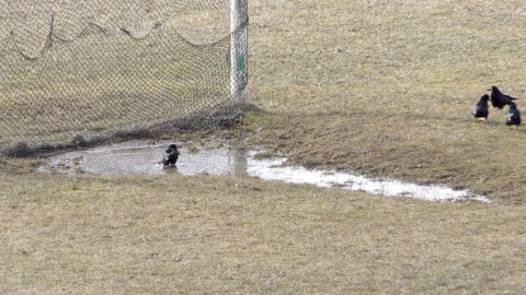 One of the crows is bathing in a puddle, the others are feeding Stock Footage 239468891