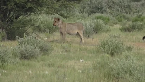 One cub stands alert, scanning the surroundings ,Part 4 Stock Footage 320354521