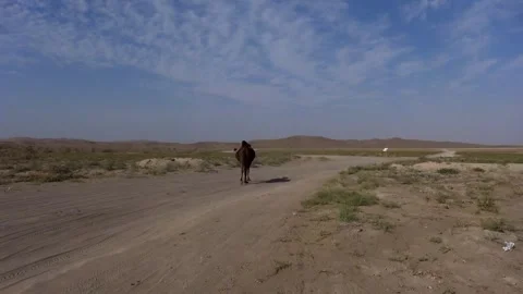 One curious camel stands on a desert road observing its, stock footage. Stock Footage 304816697