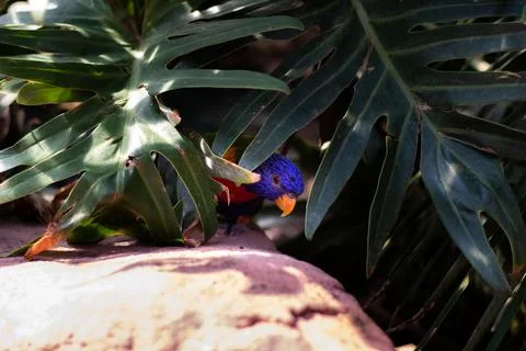 One curious rainbow lorikeet peeks from behind a leaf Stock-Fotos