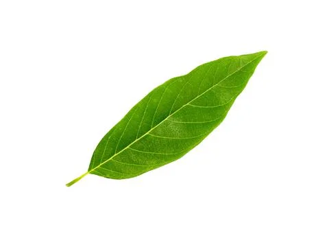 One custard apple leaf on a white background with clipping path. Stock Photos