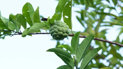 One Custard apple or sweetsop or sugar apple fruits on the tree . Stock Footage 258846928
