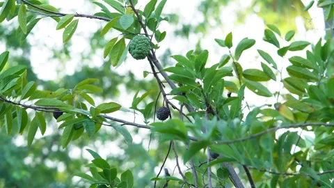 One Custard apple or sweetsop or sugar apple fruits on the tree . Stock Footage 258847193