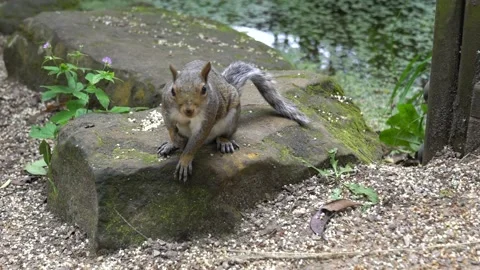 One Cute Curious Squirrel Looks at the Camera, Close Up, Slow Motion Stock Footage 170434332
