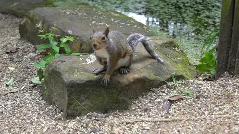 One Cute Curious Squirrel Looks Around and Camera, Close Up, Slow Motion Stock Footage 170434341