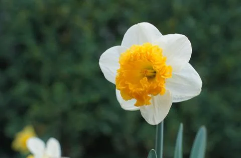 One cute daffodil in spring Stock Photos