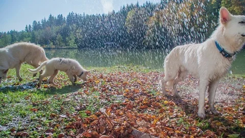 One cute dog is having a shower and then he is shaking the water off Stock Footage 83776848